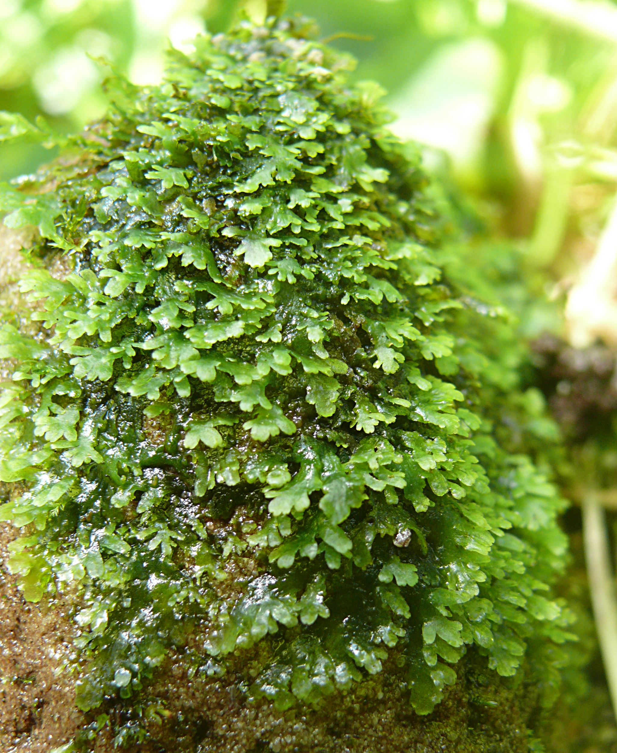 Mini Pellia