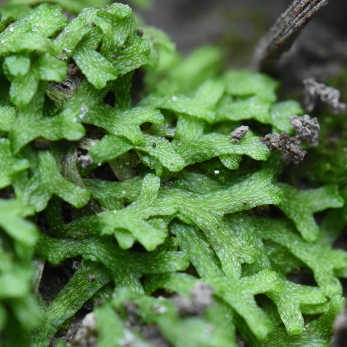 Crystalwort