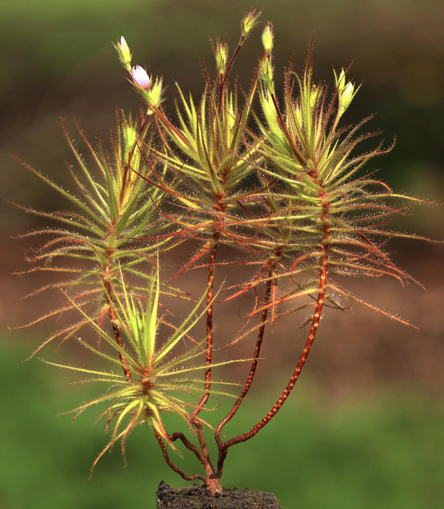 Roridula gorgonias