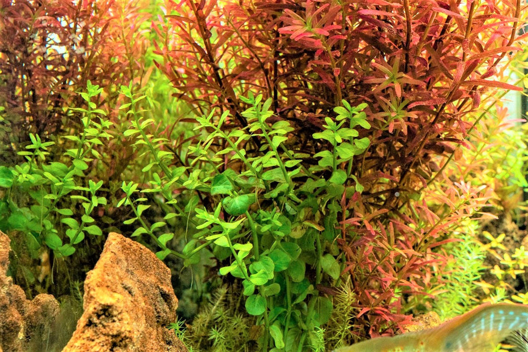 Dwarf Rotala
