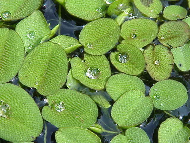 Water Spangles