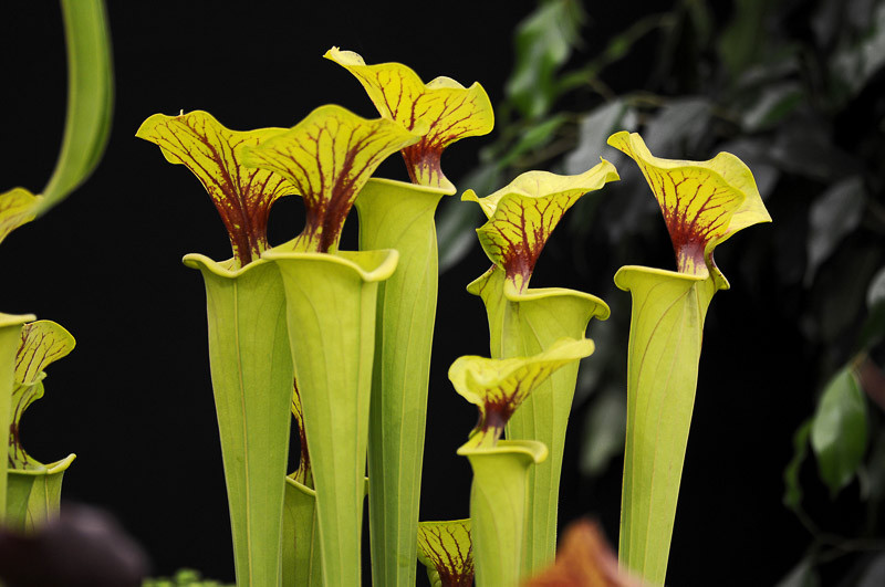 Yellow Pitcher Plant