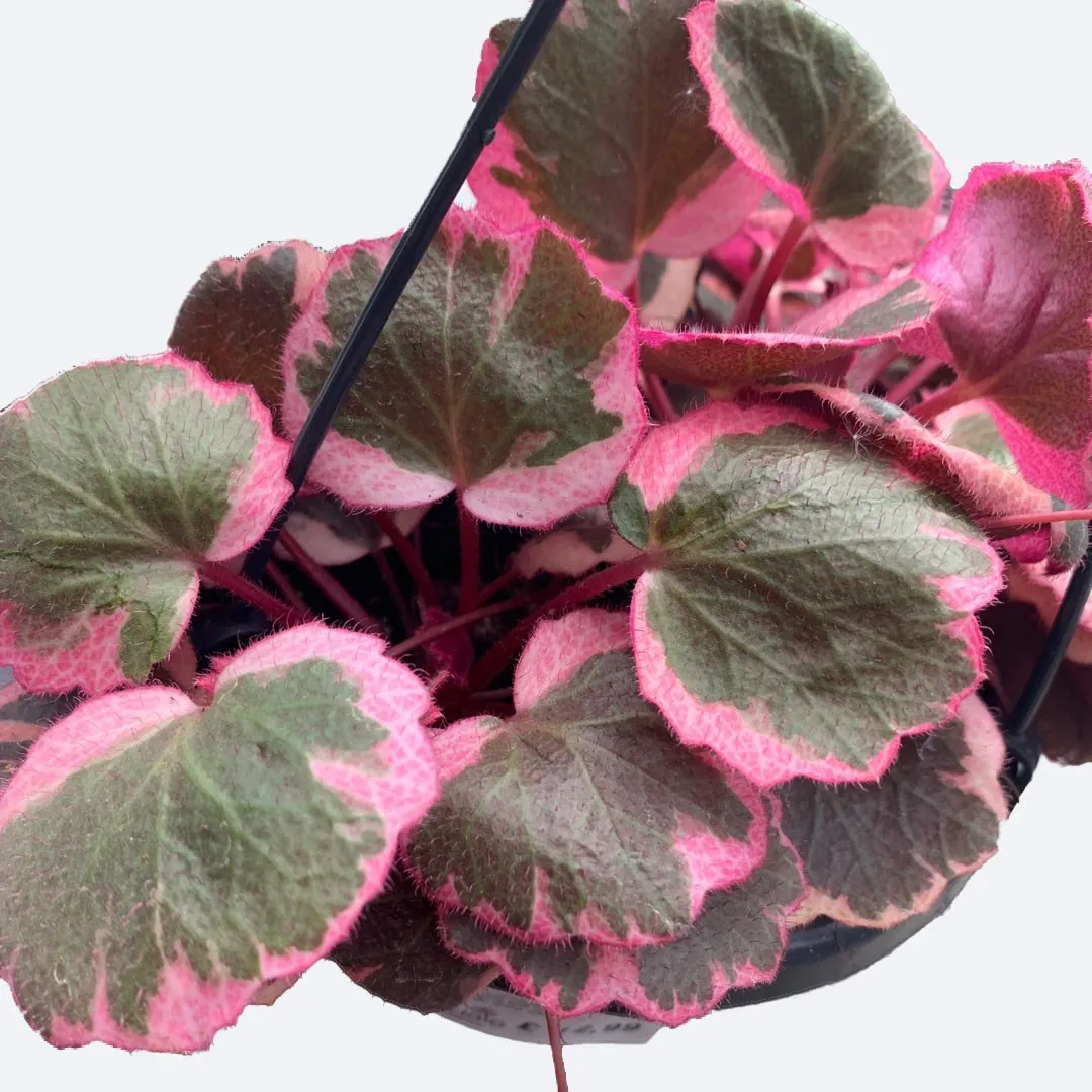 Tricolor Strawberry Begonia
