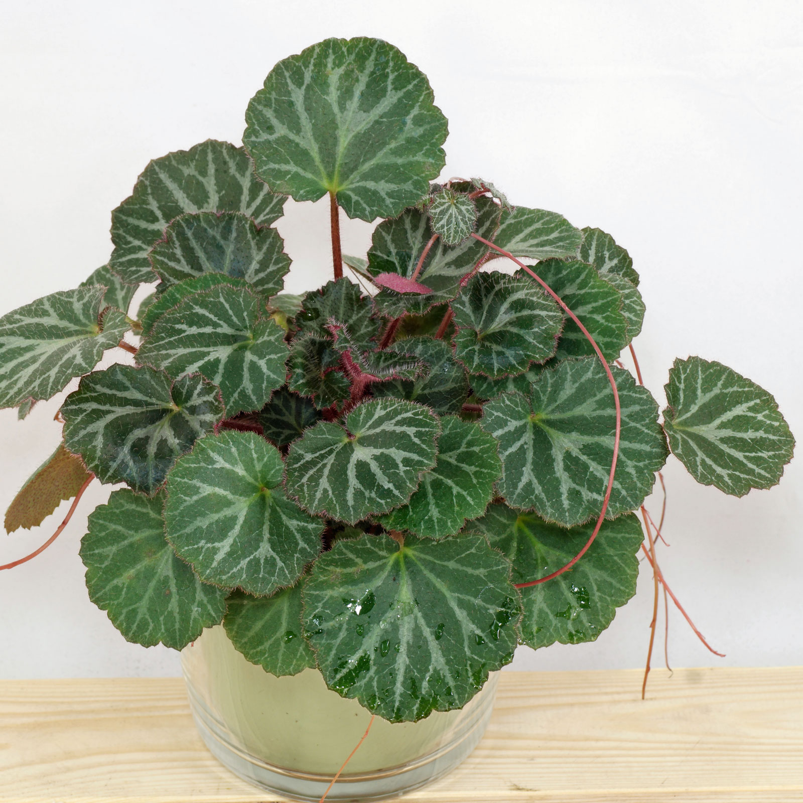 Strawberry Begonia