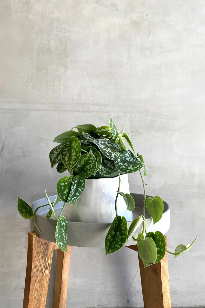 Satin Pothos