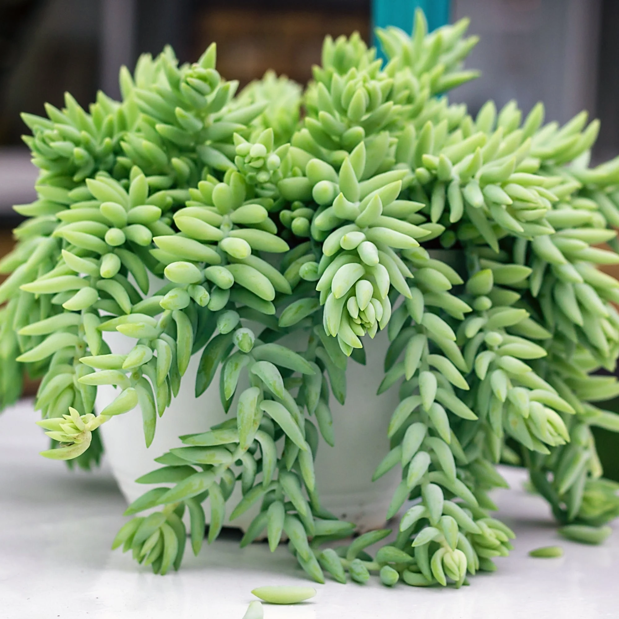Burro's Tail