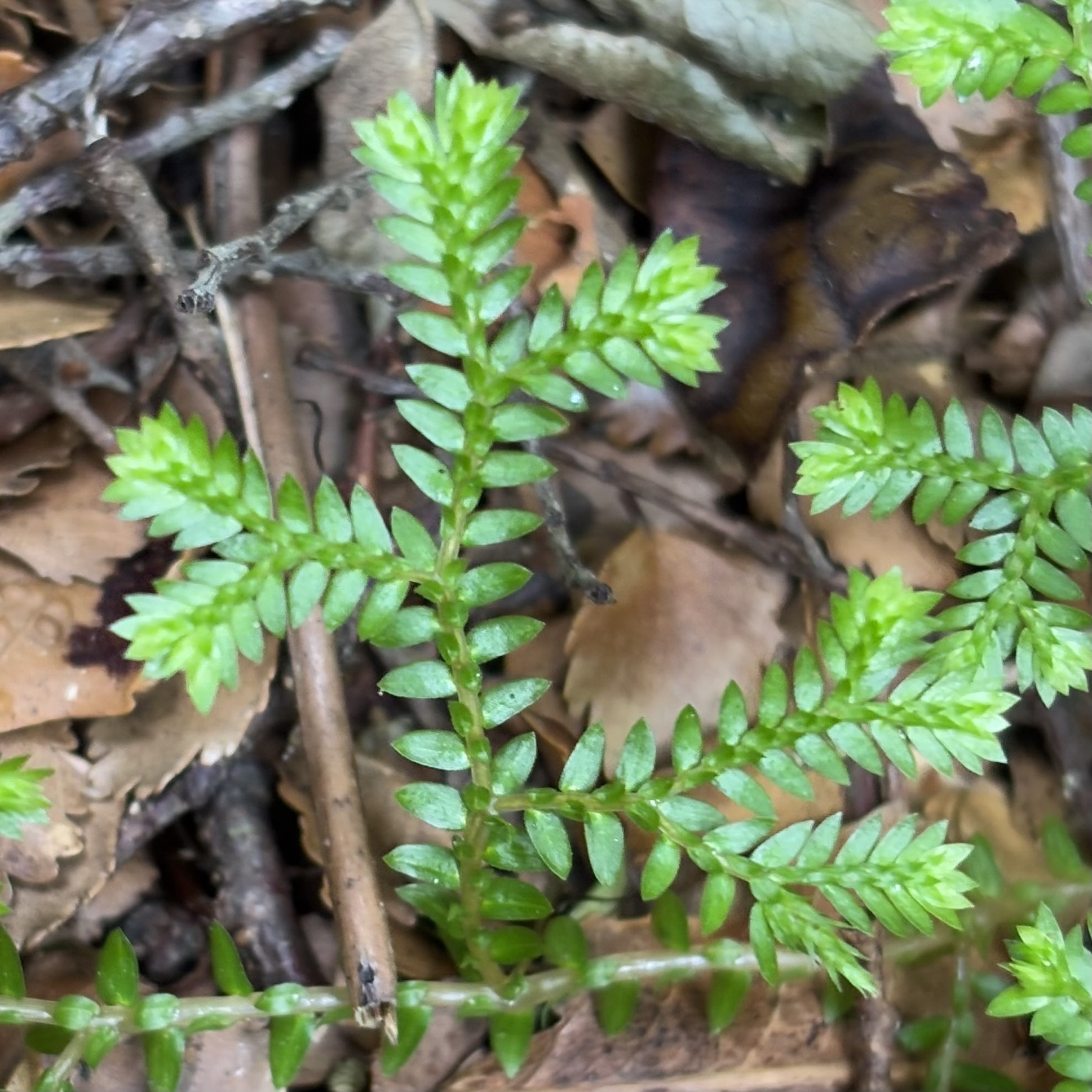 Trailing Spikemoss