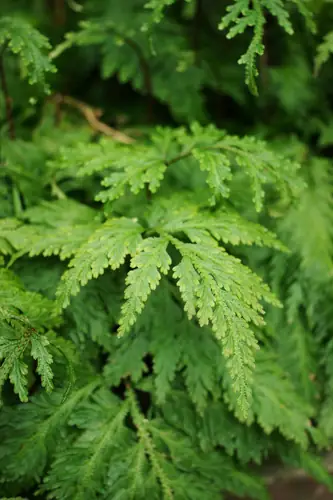 Golden Clubmoss