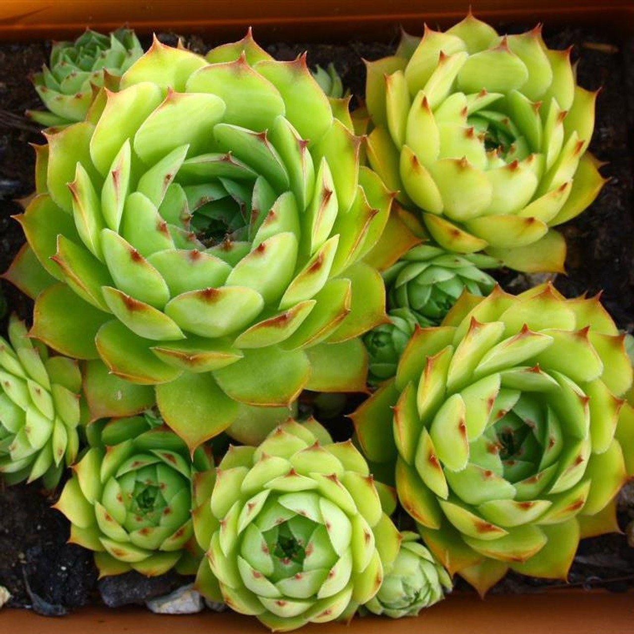 Common Houseleek