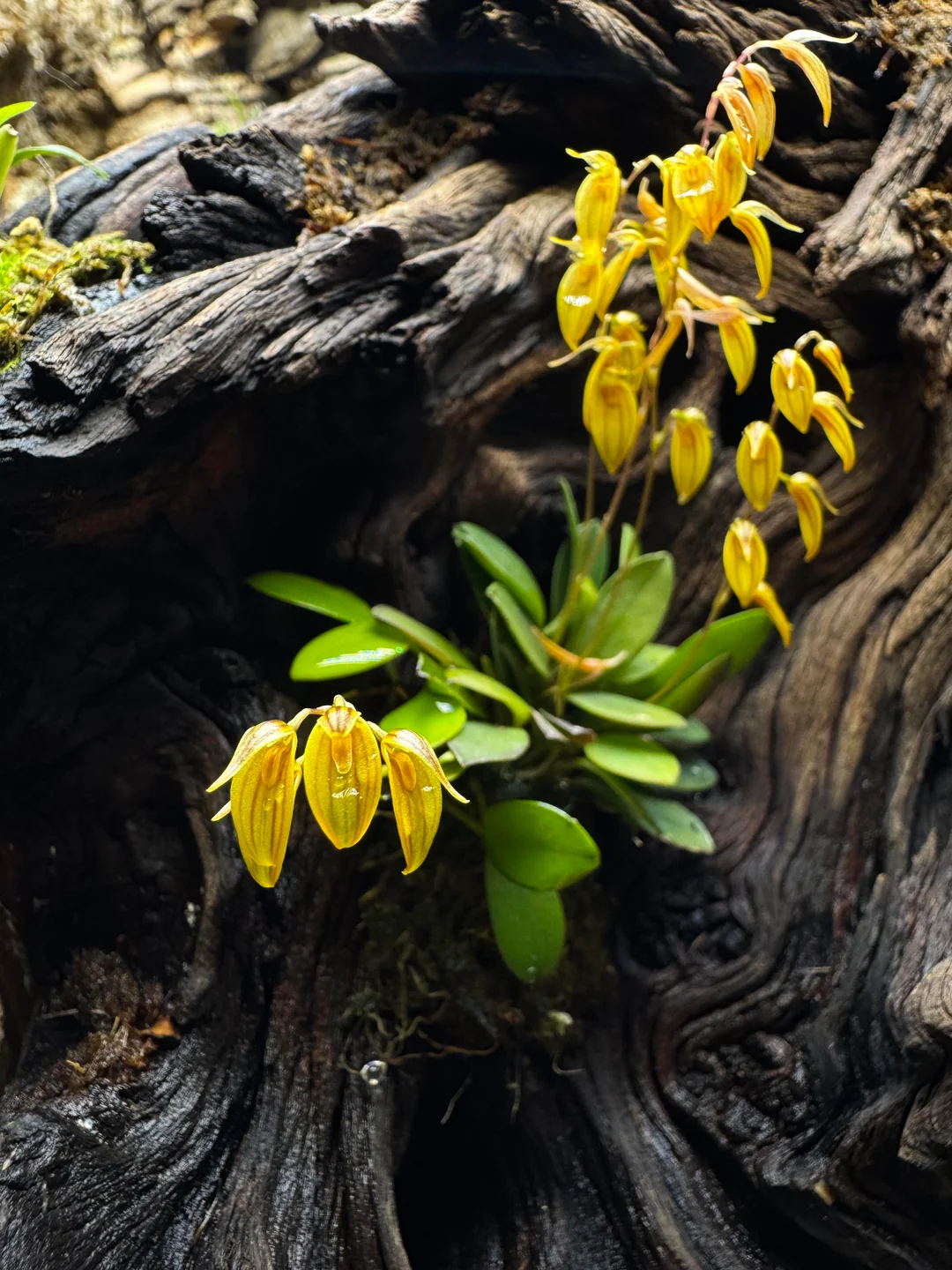Pleurothallis