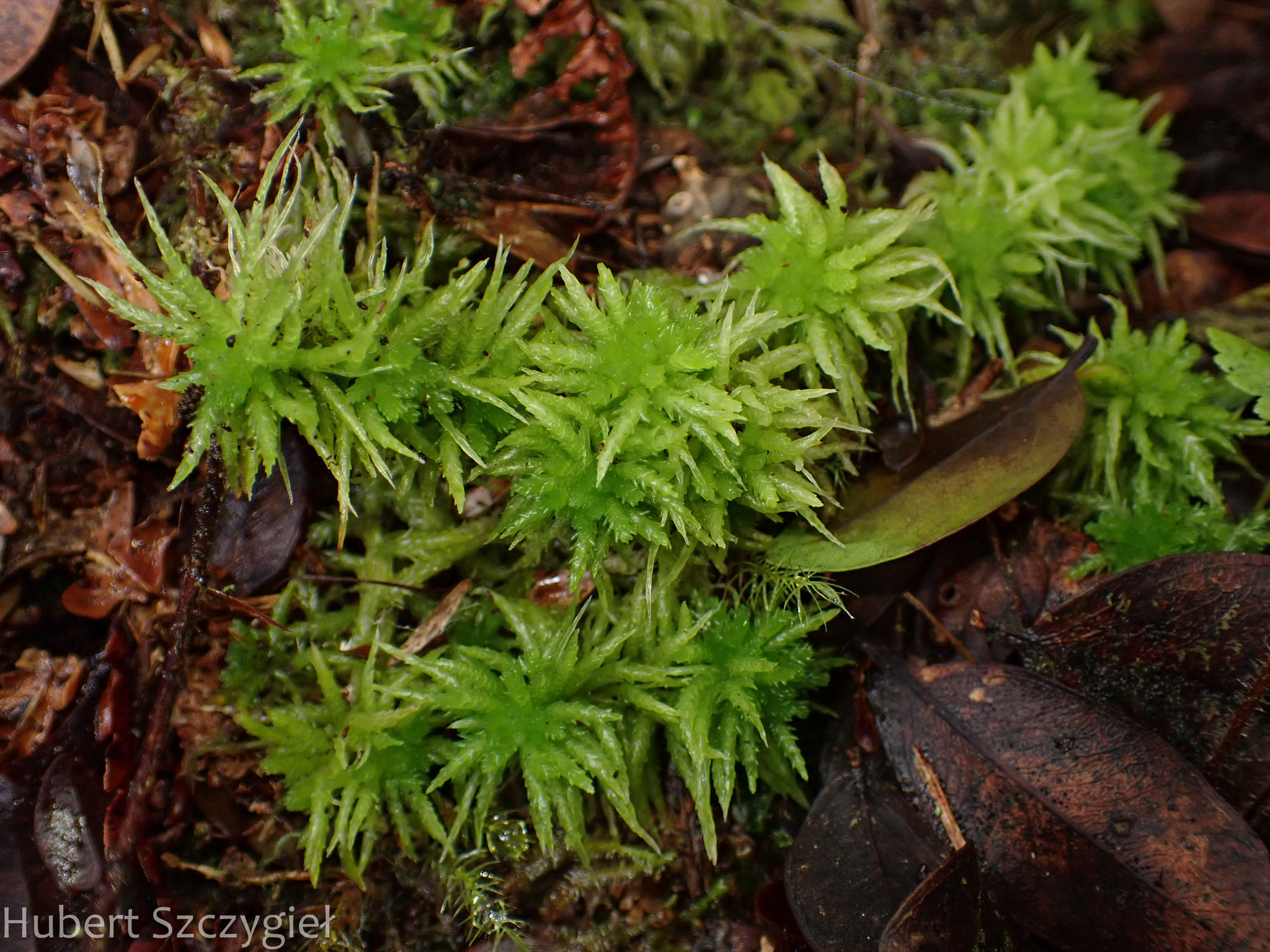 Sphagnum Moss