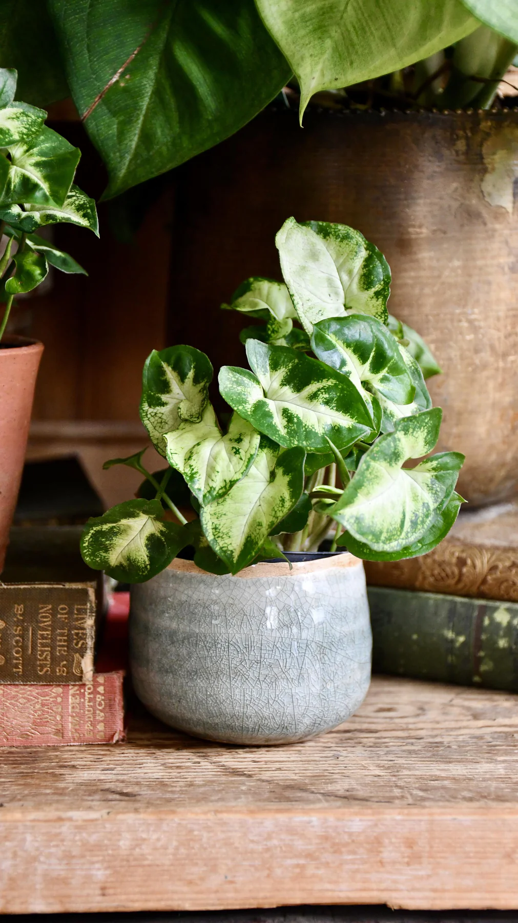 Syngonium Pixie