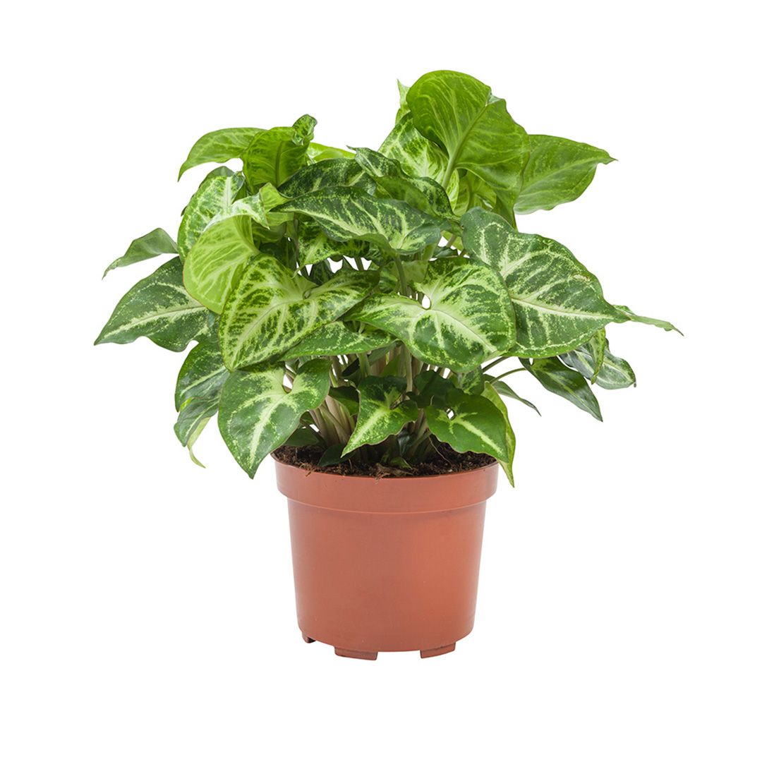 Arrowhead Plant