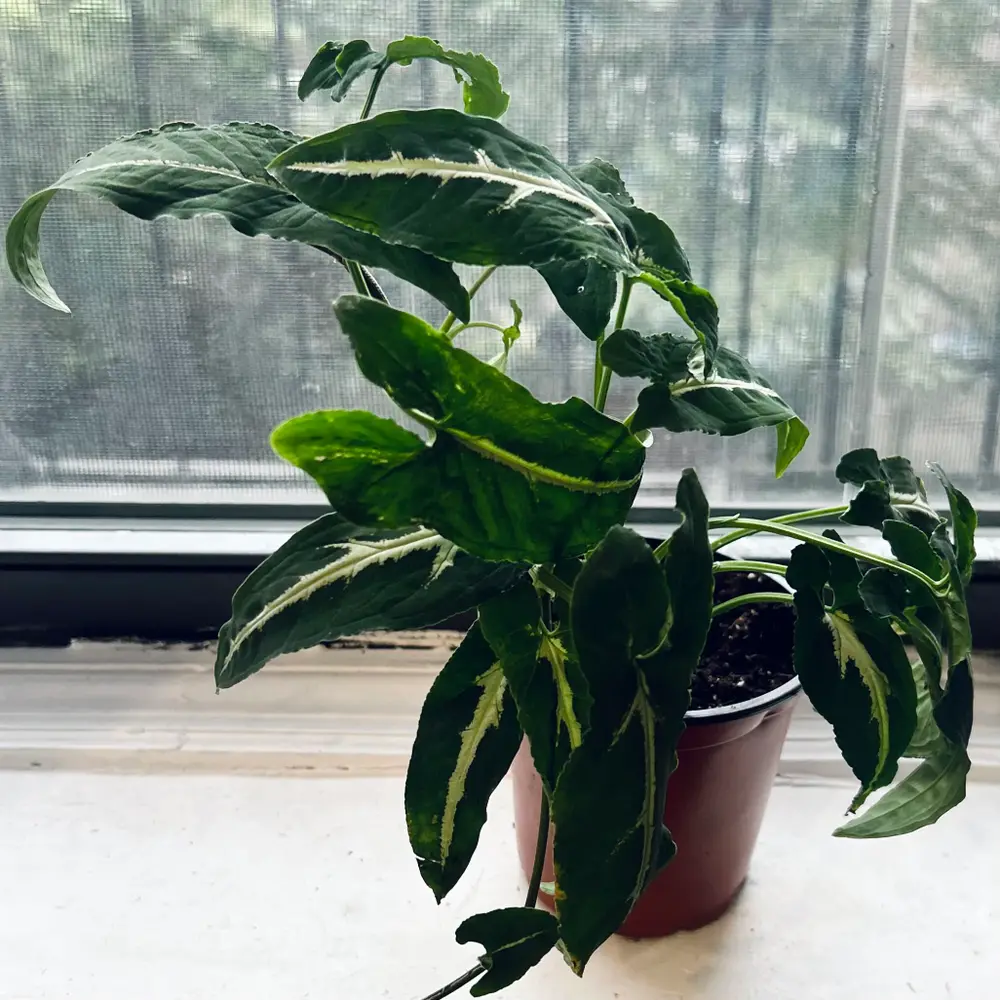 Ray's Arrowhead Plant