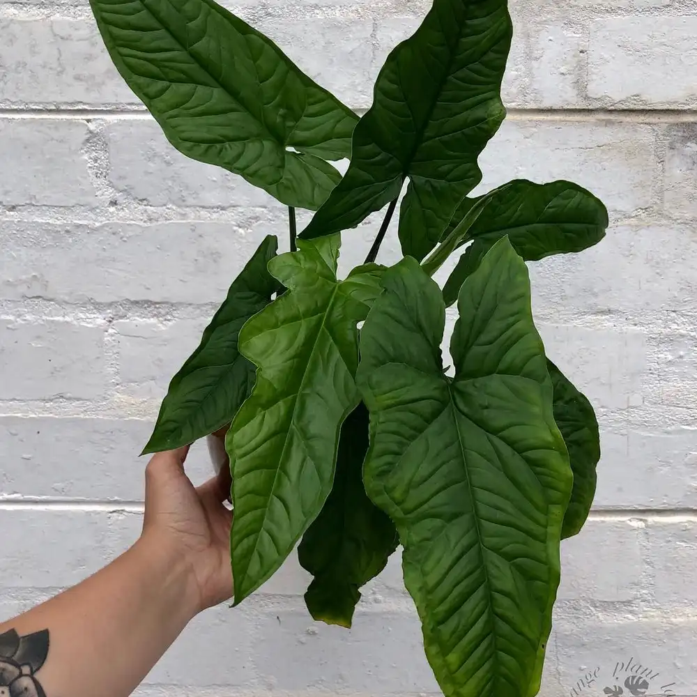 Arrowhead Plant