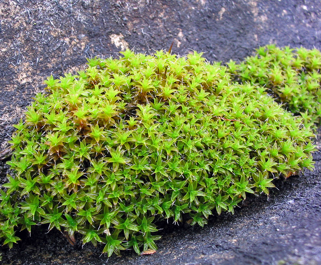 Star Moss