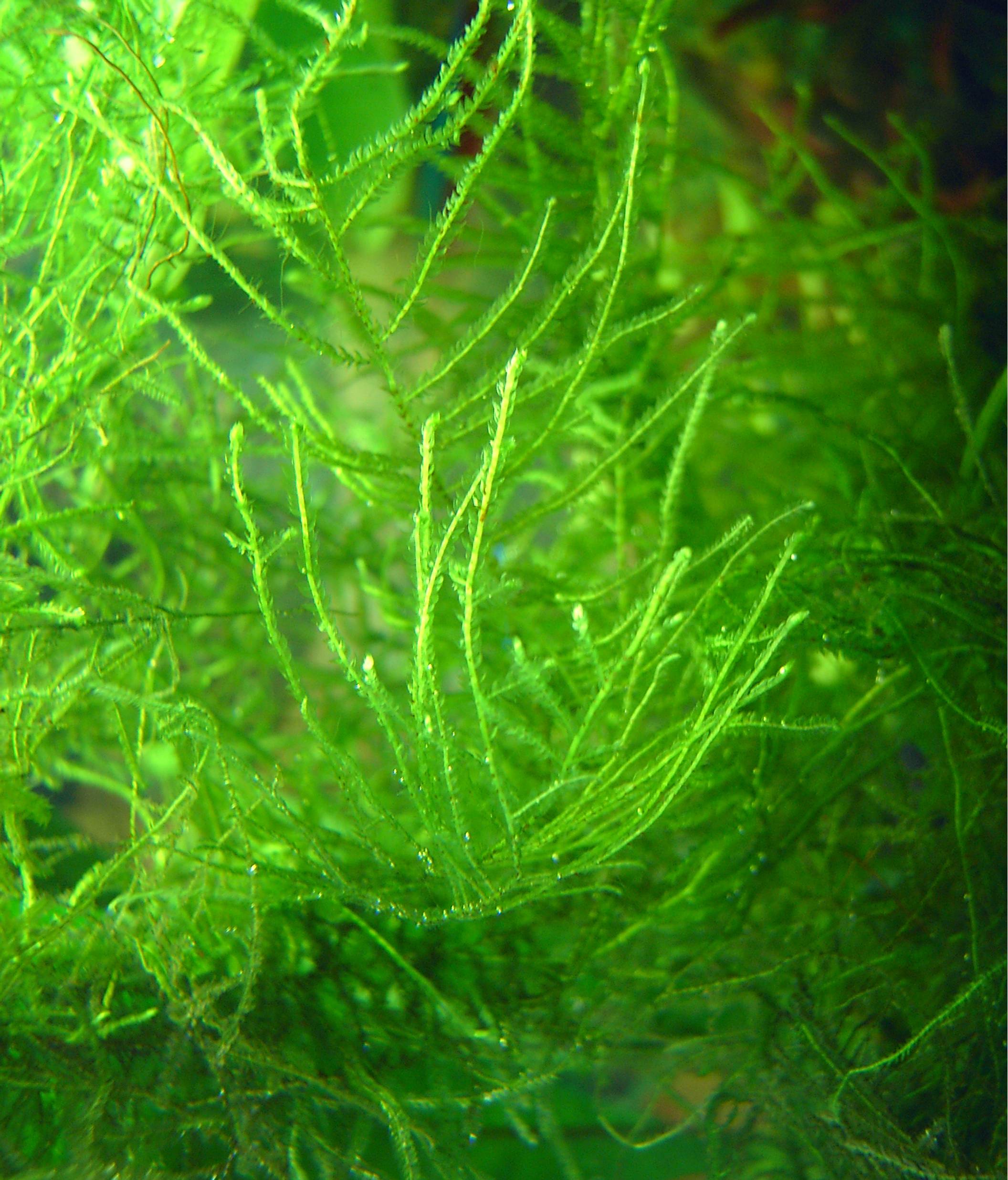 Java Moss
