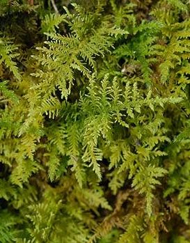 Fern Moss