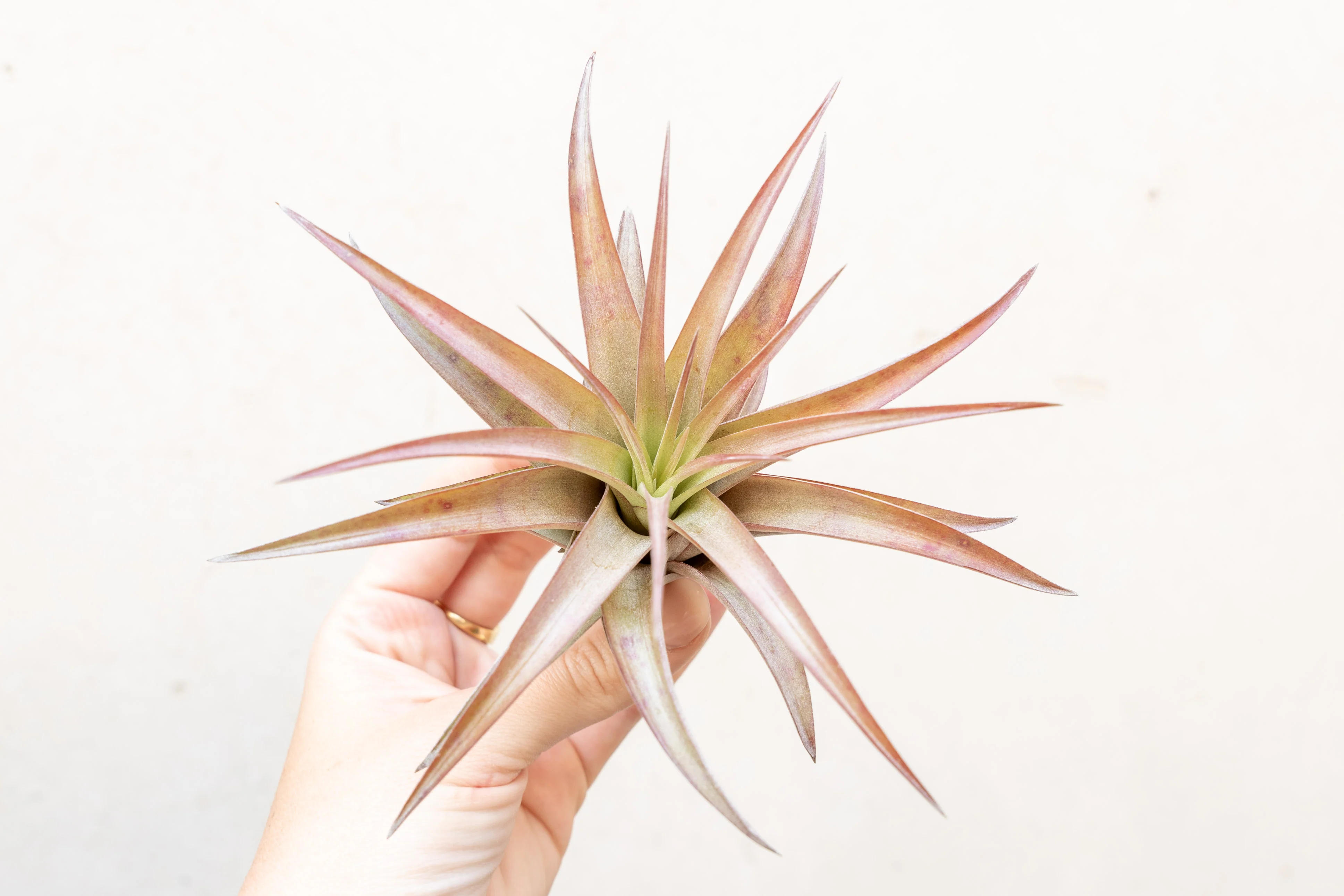 Abdita Air Plant
