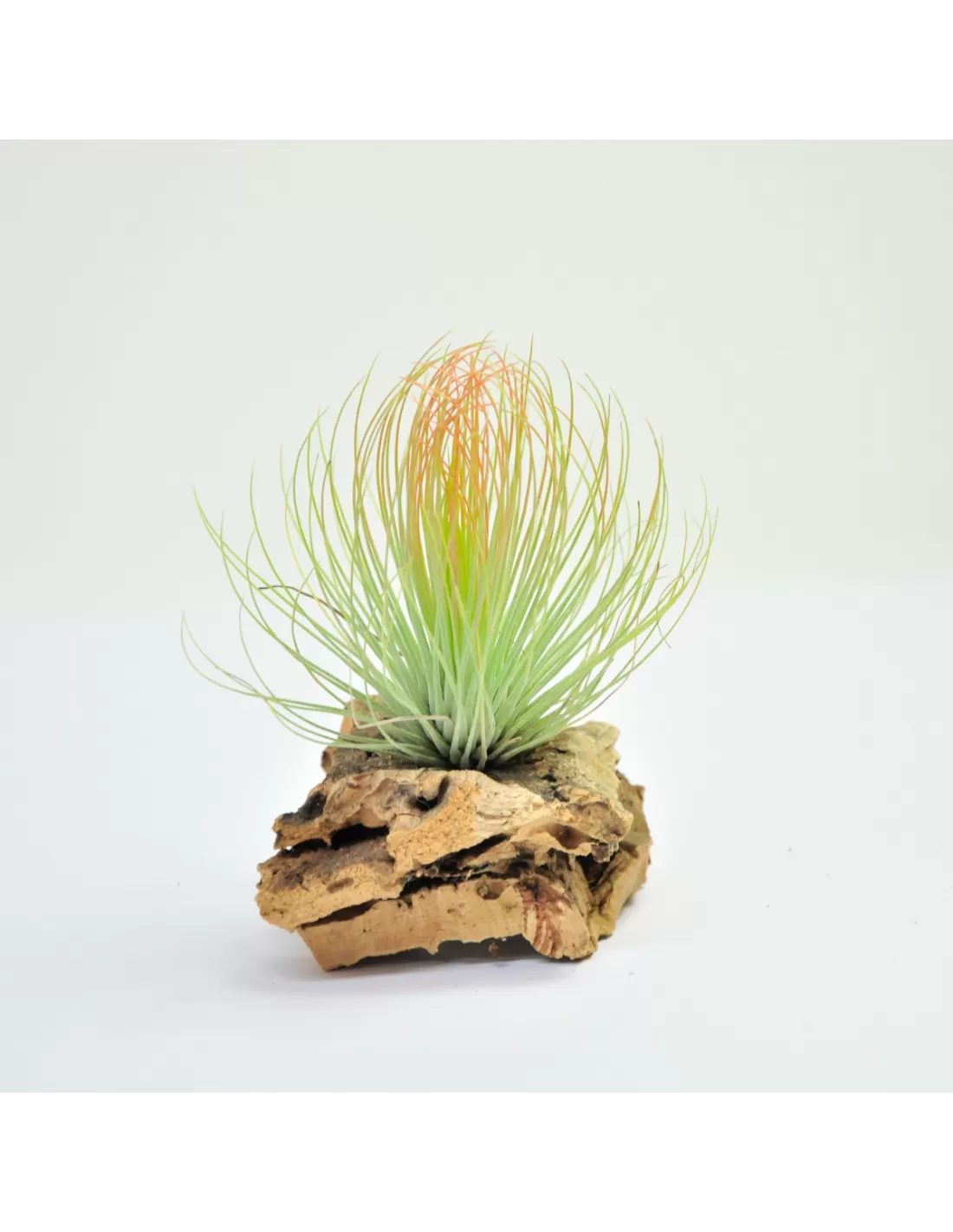 Andreana Air Plant