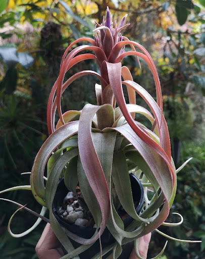 Tillandsia 'Eric Knobloch'
