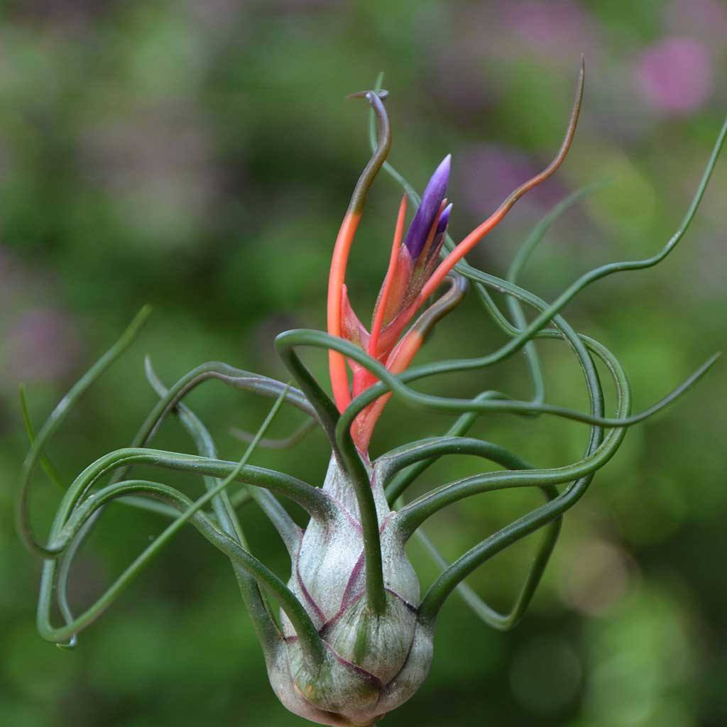 Bulbosa Air Plant