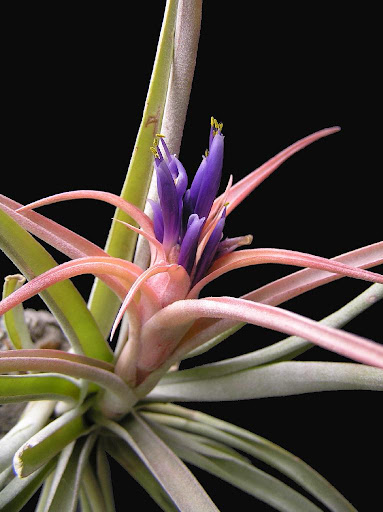 Capitata Air Plant