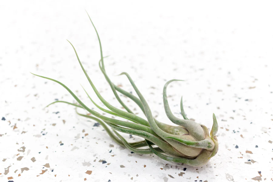 Medusa's Head Air Plant