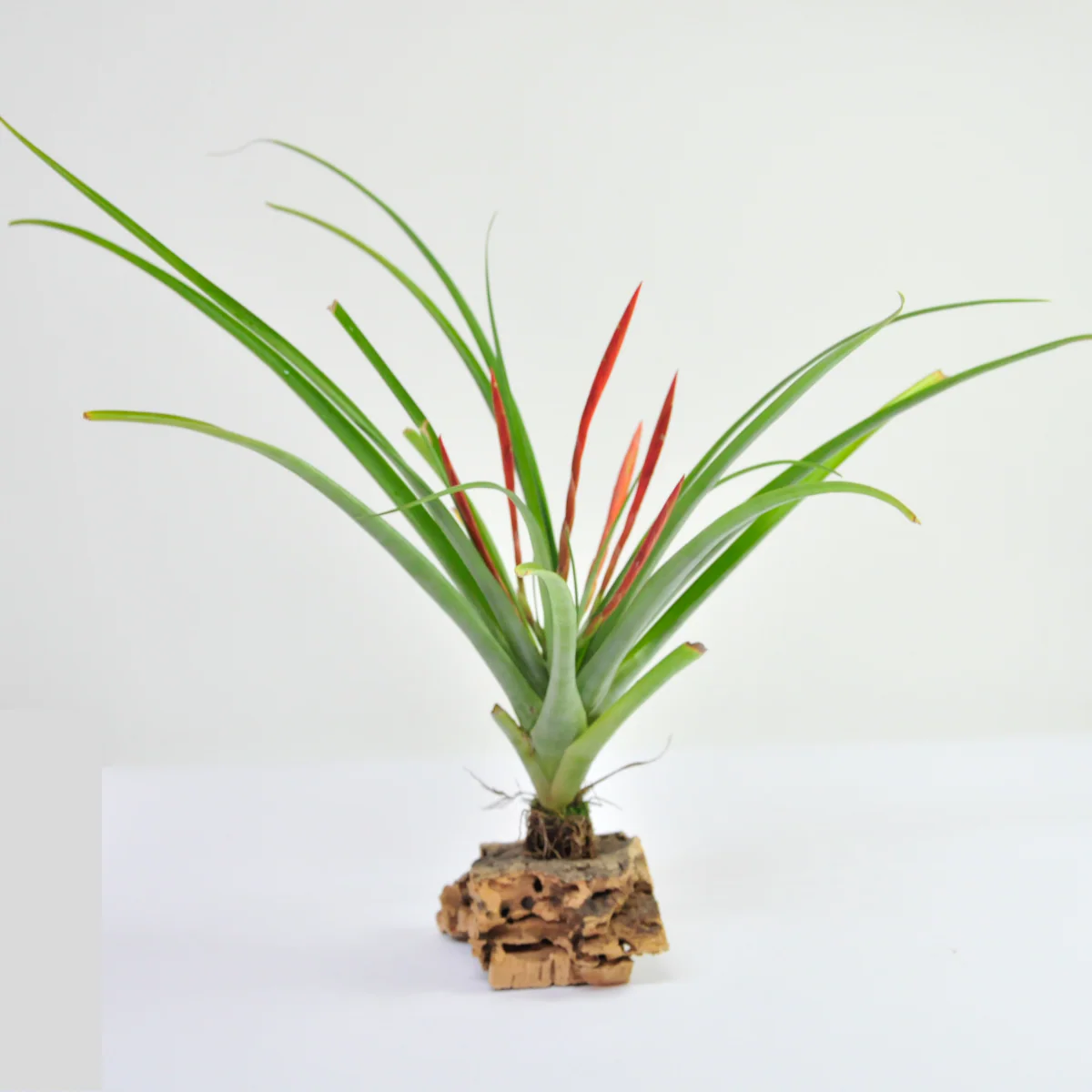 Flabellata Air Plant