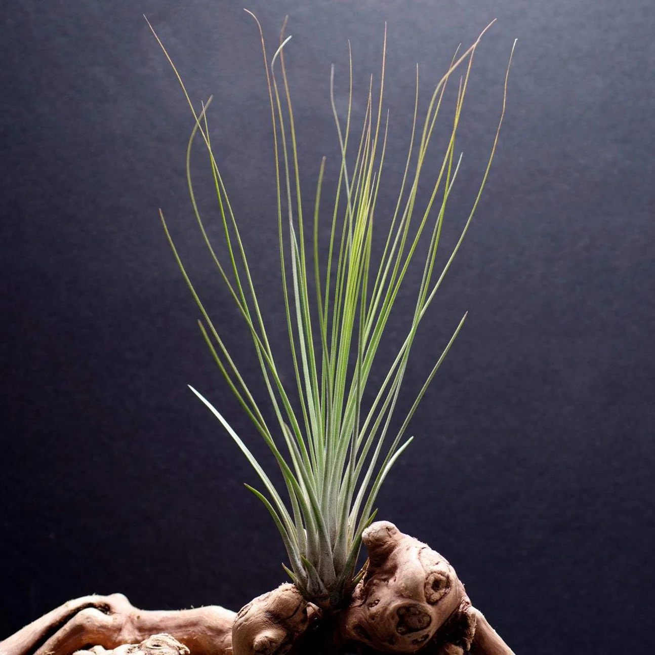 Rush-leaved Air Plant