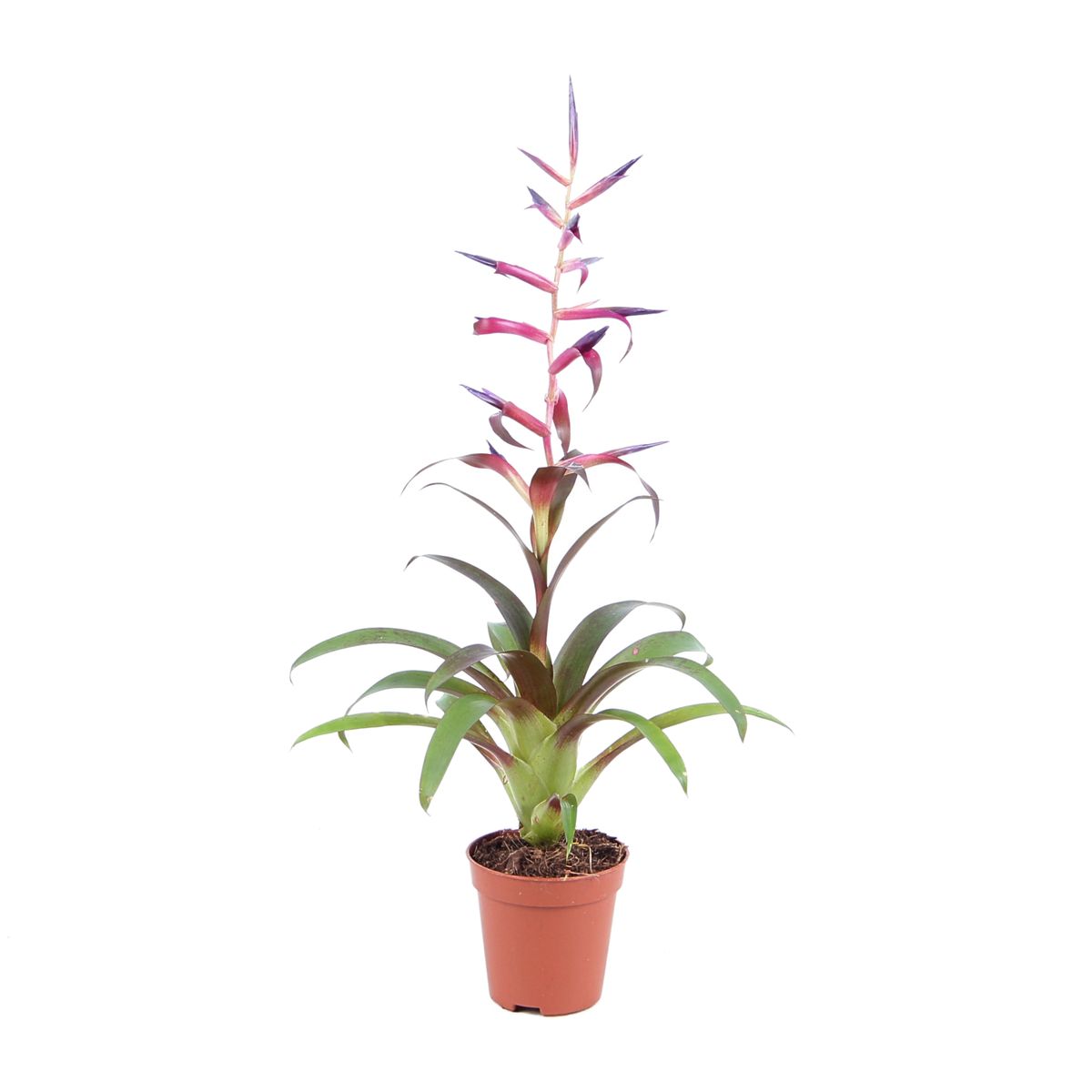 Leiboldiana Air Plant