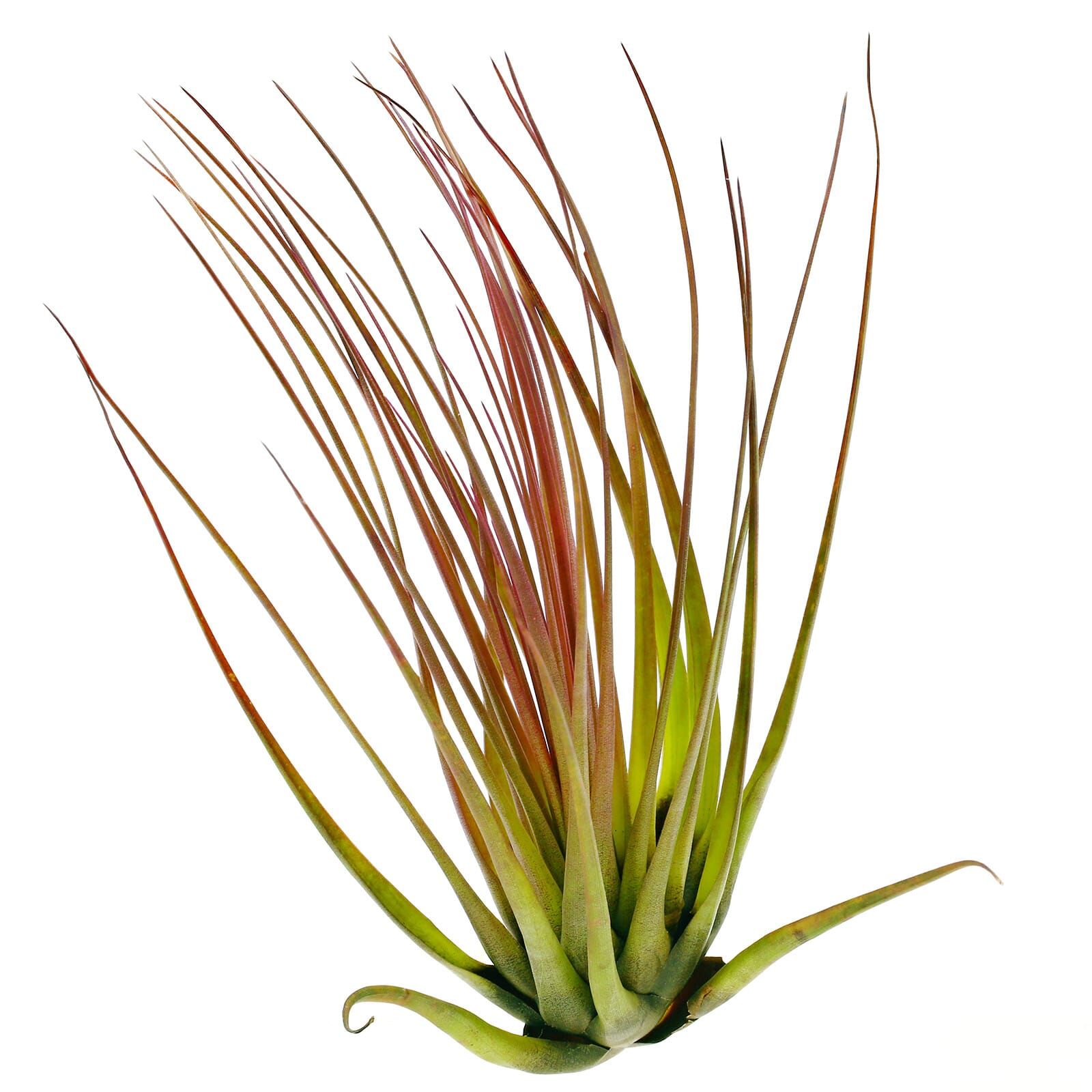Melanocrater Air Plant