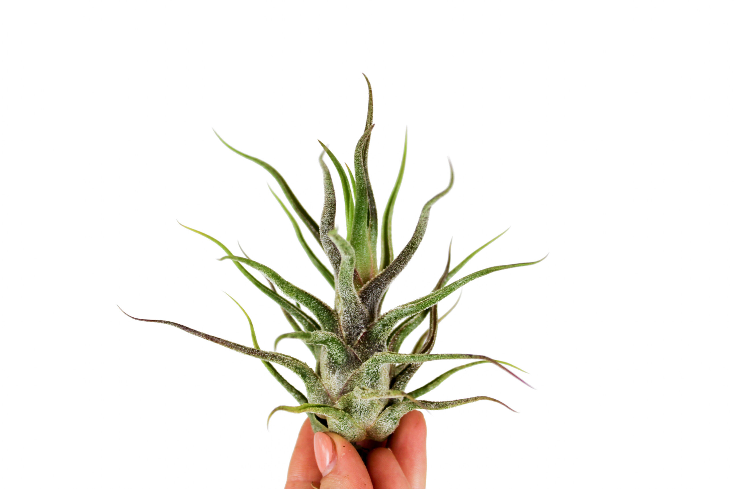 Fuzzy Air Plant