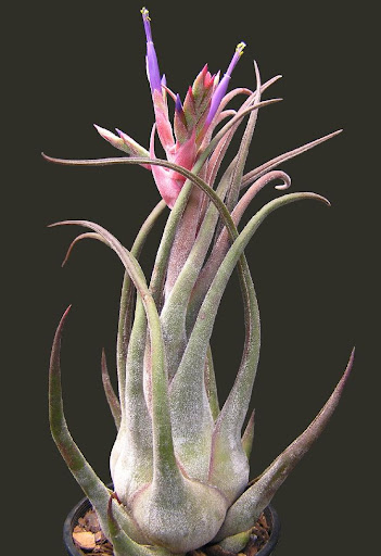 Seleriana Air Plant