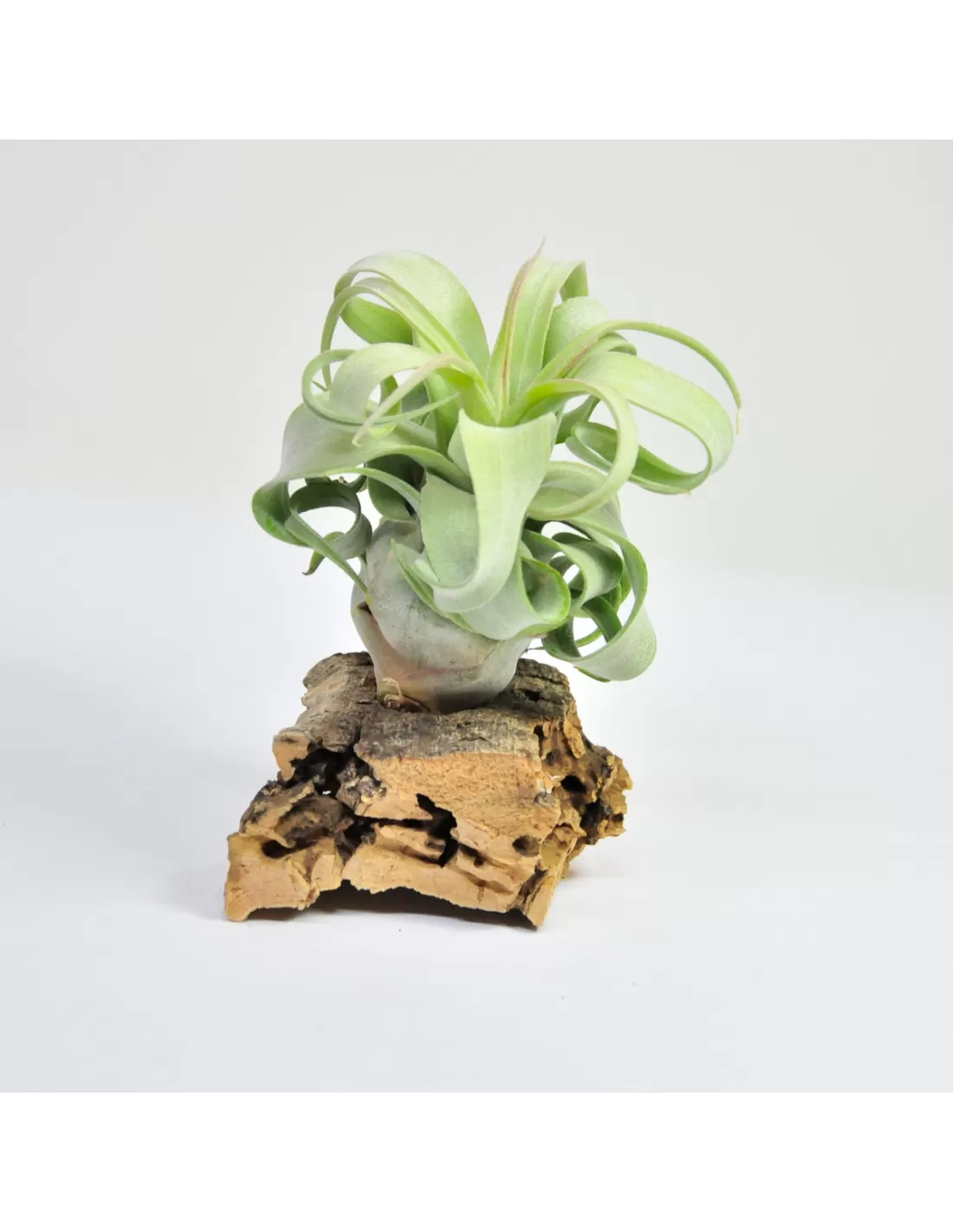 Streptophylla Air Plant