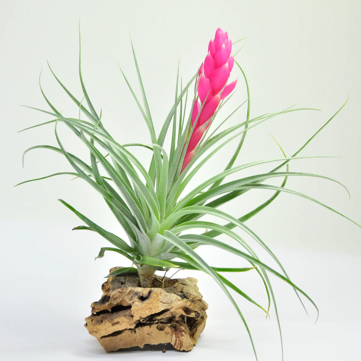 Tillandsia Cotton Candy