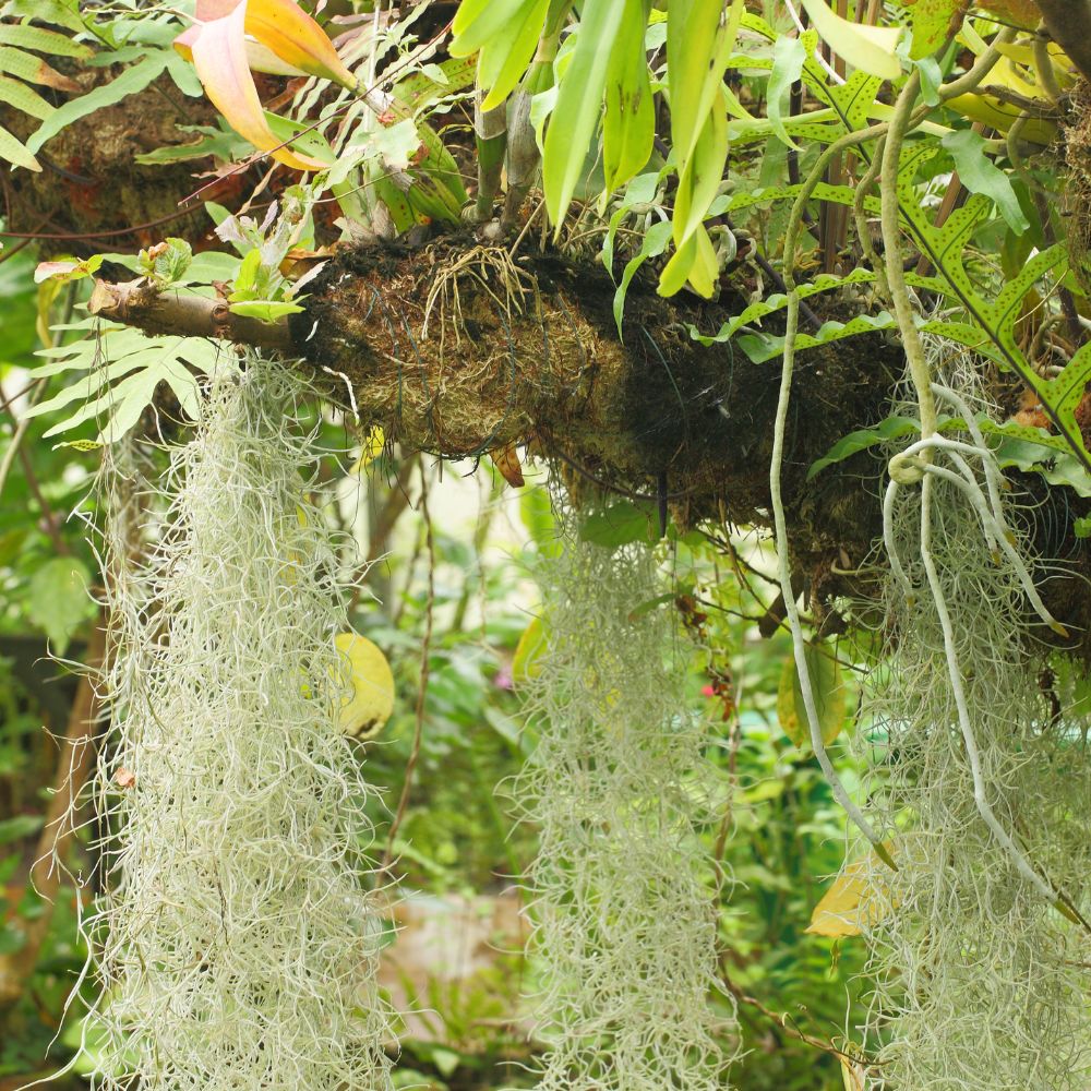 Spanish Moss