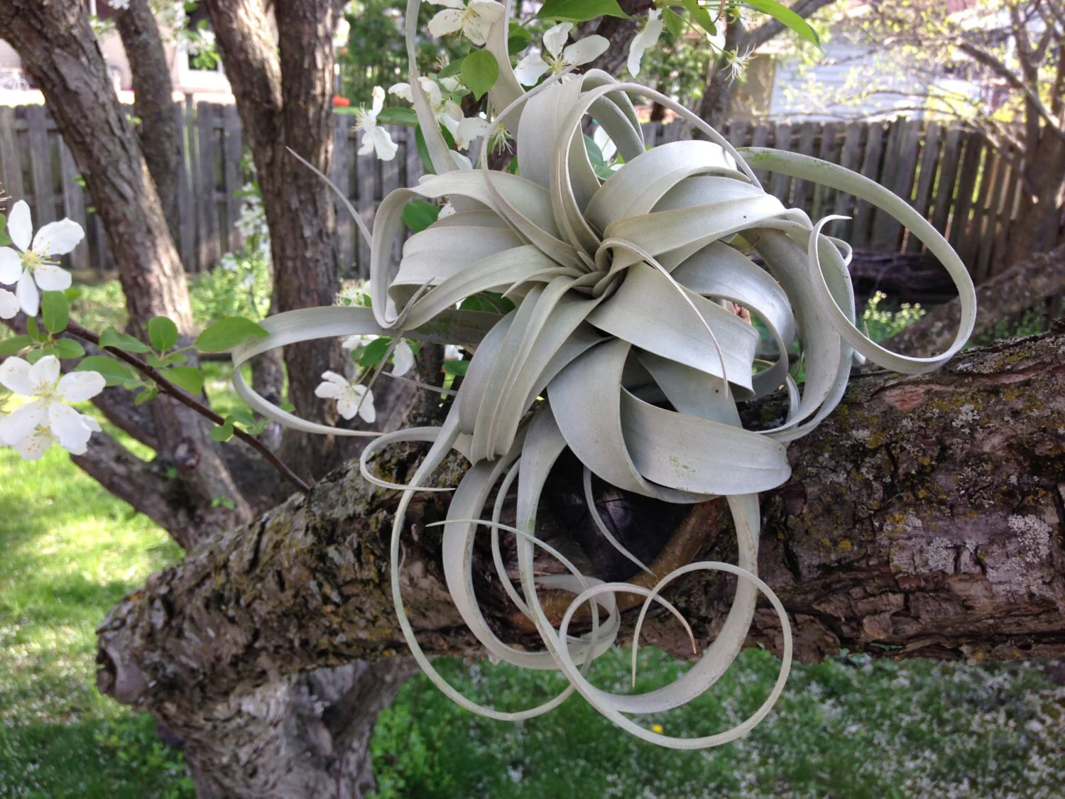 King of Air Plants