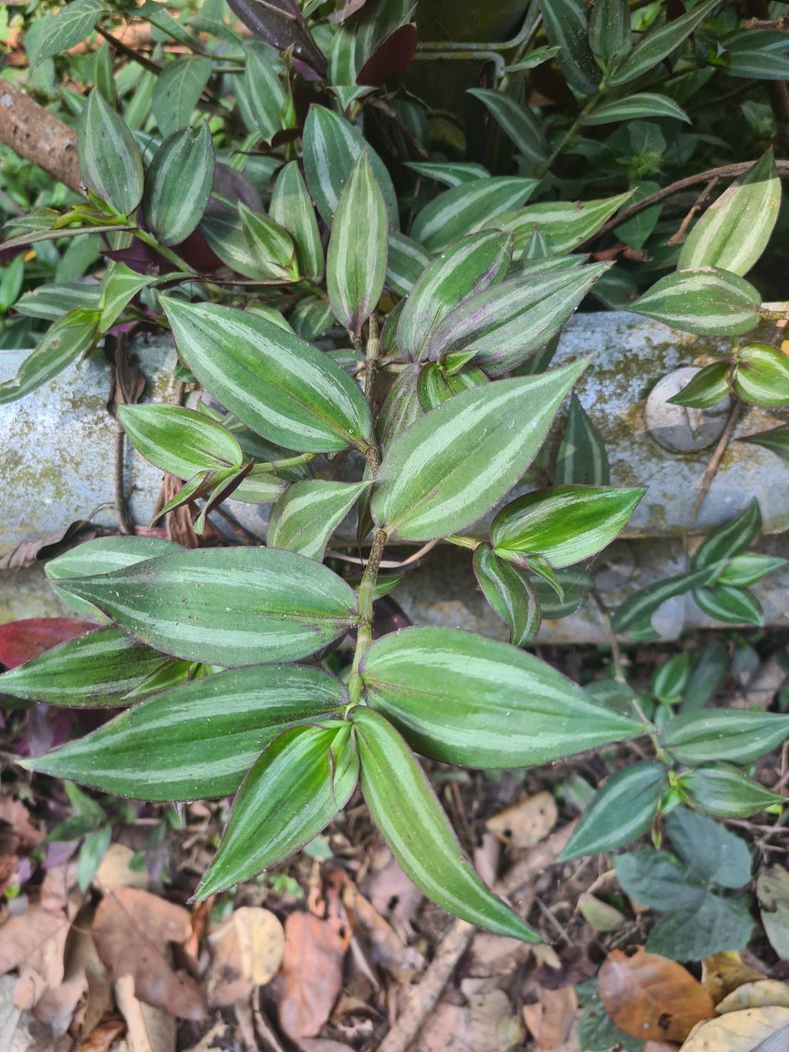 Wandering Jew