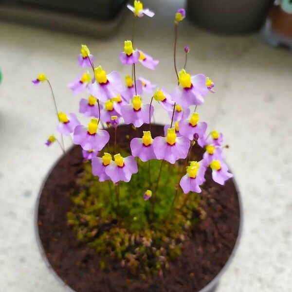 Bladderwort