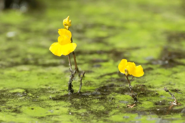 Utricularia (Bladderwort)