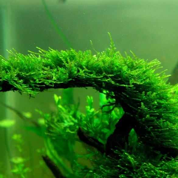 Christmas Moss