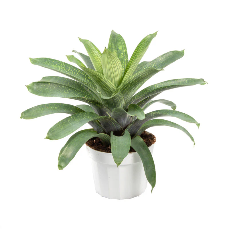Giant Vriesea