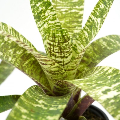 Vriesea ospinae