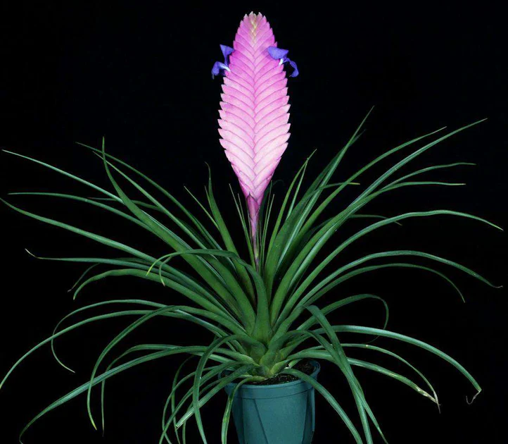 Pink Quill