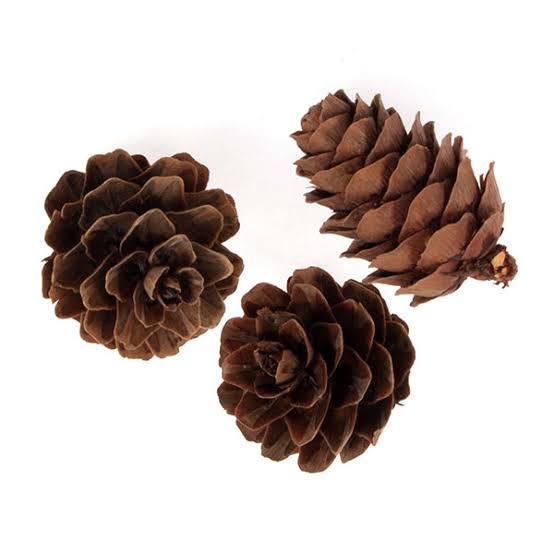 Mini Pine Cone
