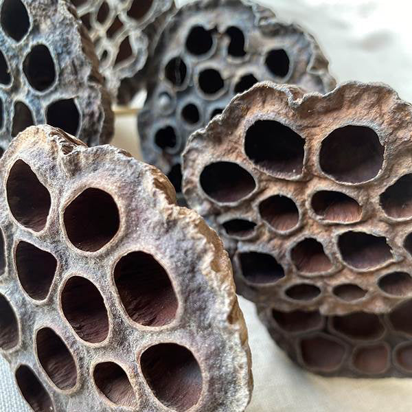 Naturally Dried Lotus Pod